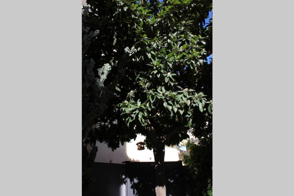 Loquat House Nel Giardino Segreto In Zona Vaticano Rom Eksteriør billede